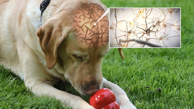 dog with brain